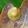 Neuroterus quercusbaccarum